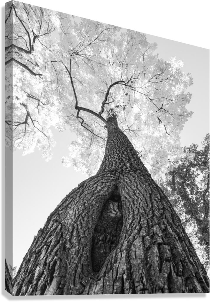 Monochrome Tree Art -  Majestic Trunk and Leaves in Fine Detail  Canvas Print