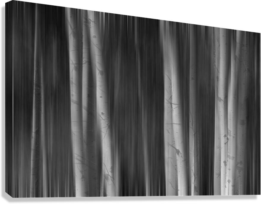 Aspen Trees Dreaming Black and White Abstract Canvas Print