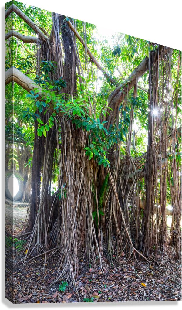 Majestic Magnificent Banyan Tree Portrait  Impression sur toile
