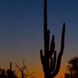 Sonoran Desert Sunrise