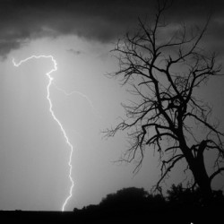 Lightning Strikes the Twisted Sentinel Tree