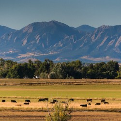 Boulder Flatirons and Cows