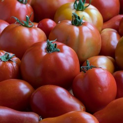 Roma Super Fantastic Tomatoes Fine Art Photography Wall Art