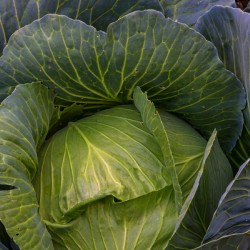 Verdant Embrace A Cabbages Garden Heart