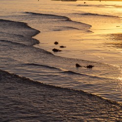 Golden Tide