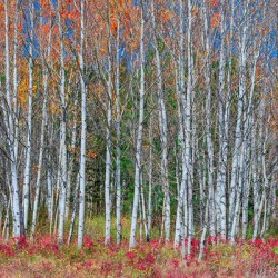 Aspen Grove Symphony Autumns Embrace