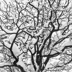 Snowy Tree Black and White