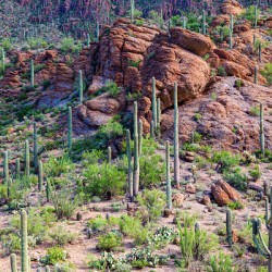 Arizona Desert Forest