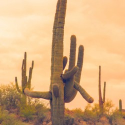 Classic Arizona Giant Saguaro