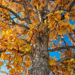 Golden Autumn Glow Under a Blue Sky