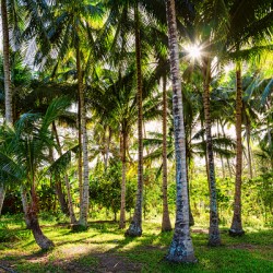 Jungle Paradise Sunshine