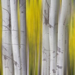 Golden Aspen Abstraction Fine Art Landscape