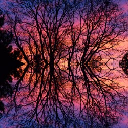 Sunset Trees Abstract Reflection Art
