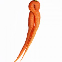 Dancing Carrot Wall Art