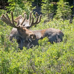 Smiling Bull Moose