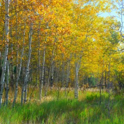 Golden Aspens & Green Dreams Natures Autumn Meadow