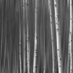 Somewhere Along the Road Dreaming Black and White