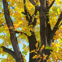 Some Un be leaf able Fall Vibes