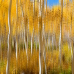 Golden Forest Moment Abstract