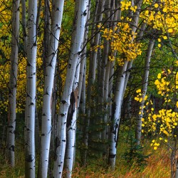 Roosevelt National Forest Wilderness Wonderland