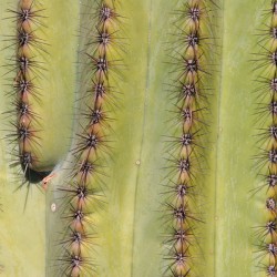 Patterns and Spines of the Desert Sentinel