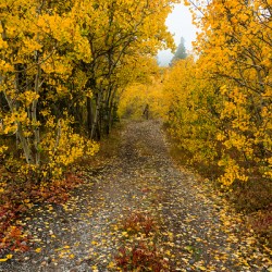 Inviting Autumn Hiking Trail