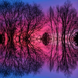 Morning Glow Tree Abstract