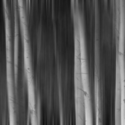 Autumn Aspen Trees Dreaming BW