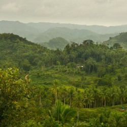 Verdant Tapestry of Tuburan