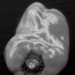 Red Pepper Bringing Sexy Back Black and White