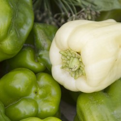 Albino Bullnose Pepper