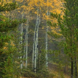 Apen Tree Leaves Fallen