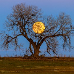 Celestial Sentinel A Supermoons Nocturnal Embrace