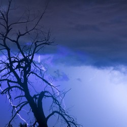 Lightning Tree Silhouette 38