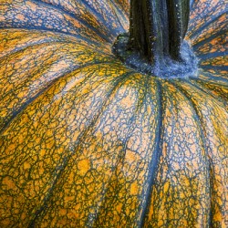 Pumpkin Close Up Fine Art Photography Wall Art Print