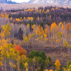 Rocky Mountain Autumn View