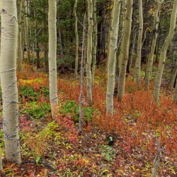 Wilderness Wonderland