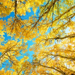 Colorado Aspen Kaleidoscope