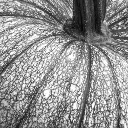 Pumpkin Pumpkin Black and White