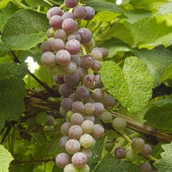 Red Grapes on The Vine