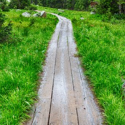 Wooden Forest Path