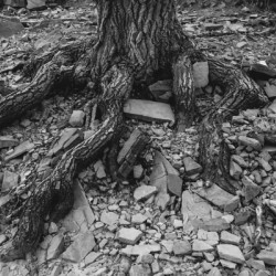 Tree Trunk Roots Exposed