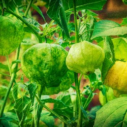 Tomatillos 