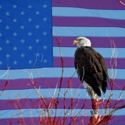 American Bald Eagle 3