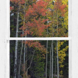 Aspen Forest Red Rustic Window View