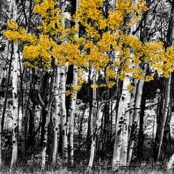 Aspen Touch of Orange