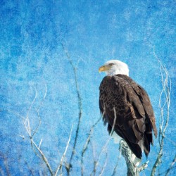 Bald Eagle Blues