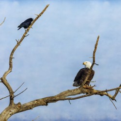 Bald Eagle Crow