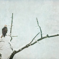 Bald Eagle Little Birdie