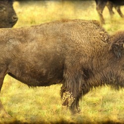 Bison